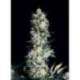 3 UND FEM - RITTUS HAZE * ABSOLUTE CANNABIS SEEDS 3 UND FEM