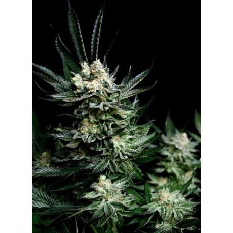 5 UND FEM - CRITIGAL + * ABSOLUTE CANNABIS SEEDS 5 UND FEM