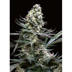 5 UND FEM - NORDES * ABSOLUTE CANNABIS SEEDS 5 UND FEM