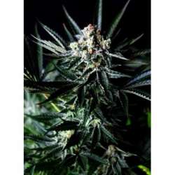 5 UND FEM - AMAZING AUTO * ABSOLUTE CANNABIS SEEDS 5 UND FEM