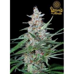 5 UND FEM - UTOPIA * ABSOLUTE CANNABIS SEEDS 5 UND FEM