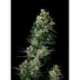 10 UND REG - CHOCOLUTE F2 * ABSOLUTE CANNABIS SEEDS 10 UND REG