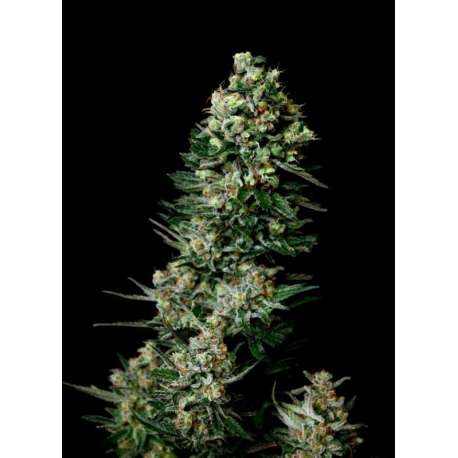 10 UND REG - CHOCOLUTE F2 * ABSOLUTE CANNABIS SEEDS 10 UND REG