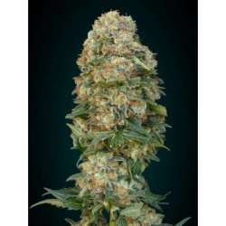 1 UND FEM - AFGHAN SKUNK * ADVANCED SEEDS 1 UND FEM