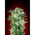 1 UND FEM - AUTO KAYA 47 * ADVANCED SEEDS 1 UND FEM