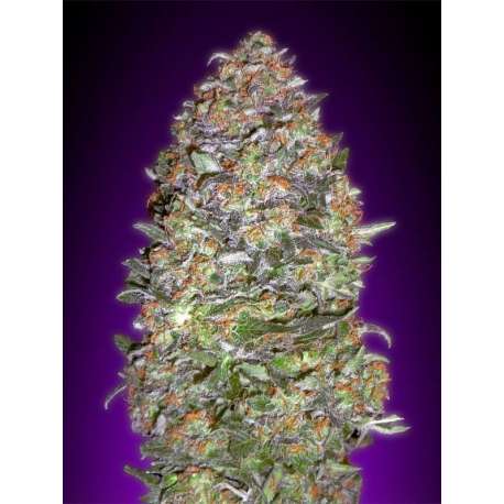 1 UND FEM - AUTO NYC DIESEL * ADVANCED SEEDS 1 UND FEM
