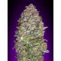 1 UND FEM - AUTO NYC DIESEL * ADVANCED SEEDS 1 UND FEM