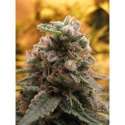 1 UND FEM - TOP - 69 (AUTO)* ADVANCED SEEDS 1 UND FEM