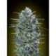 1 UND FEM - CRITICAL LEMON * ADVANCED SEEDS 1 UND FEM