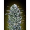 1 UND FEM - CRITICAL LEMON * ADVANCED SEEDS 1 UND FEM