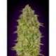 1 UND FEM - SKUNK 47 * ADVANCED SEEDS 1 UND FEM