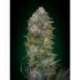 3 UND FEM - CRITICAL SOMA * ADVANCED SEEDS 3 UND FEM