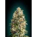 3 UND FEM - HEAVY BUD * ADVANCED SEEDS 3 UND FEM