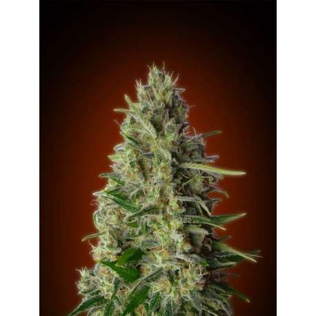3 UND FEM - KALI 47 * ADVANCED SEEDS 3 UND FEM