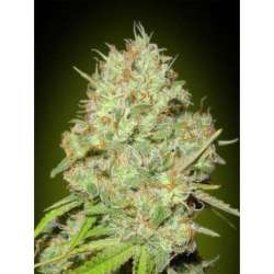 3 UND FEM - SHARK WIDOW * ADVANCED SEEDS 3 UND FEM