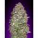 3 UND FEM - AUTO NYC DIESEL * ADVANCED SEEDS 3 UND FEM