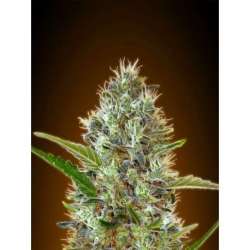 3 UND FEM - AUTO SOMANGO * ADVANCED SEEDS 3 UND FEM
