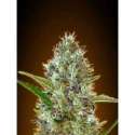 3 UND FEM - AUTO SOMANGO * ADVANCED SEEDS 3 UND FEM