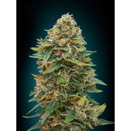 3 UND FEM - AUTO SKUNK 47 * ADVANCED SEEDS 3 UND FEM