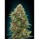 3 UND FEM - AUTO SKUNK 47 * ADVANCED SEEDS 3 UND FEM