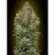 3 UND FEM - AUTO CRITICAL SOMA * ADVANCED SEEDS 3 UND FEM