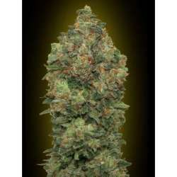 3 UND FEM - AUTO CRITICAL SOMA * ADVANCED SEEDS 3 UND FEM