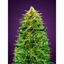 3 UND FEM - AUTO AMNESIA * ADVANCED SEEDS 3 UND FEM