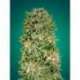 3 UND FEM - SHARK WIDOW CBD * ADVANCED SEEDS 3 UND FEM