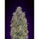 3 UND FEM - CRITICAL PURPLE KUSH * ADVANCED SEEDS 3 UND FEM