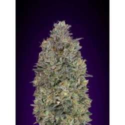 3 UND FEM - CRITICAL PURPLE KUSH * ADVANCED SEEDS 3 UND FEM