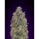 3 UND FEM - CRITICAL PURPLE KUSH * ADVANCED SEEDS 3 UND FEM