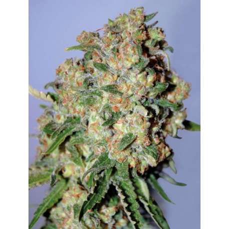 100 UND FEM - CRITICAL * ADVANCED SEEDS 100 UND FEM