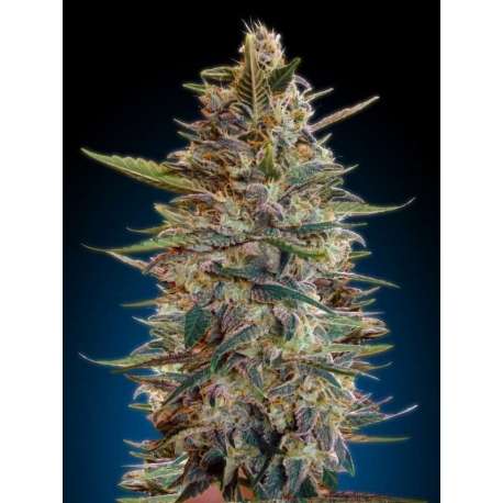 10 UND FEM - AUTO BLUEDIESEL * ADVANCED SEEDS 10 UND FEM