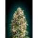 10 UND FEM - HEAVY BUD * ADVANCED SEEDS 10 UND FEM