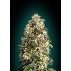 10 UND FEM - HEAVY BUD * ADVANCED SEEDS 10 UND FEM