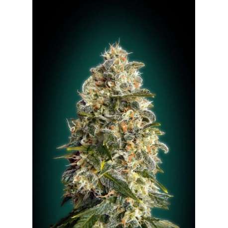 10 UND FEM - HEAVY BUD * ADVANCED SEEDS 10 UND FEM