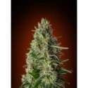 10 UND FEM - KALI 47 * ADVANCED SEEDS 10 UND FEM
