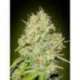 10 UND FEM - SHARK WIDOW * ADVANCED SEEDS 10 UND FEM