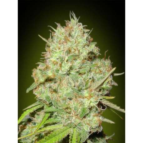10 UND FEM - SHARK WIDOW * ADVANCED SEEDS 10 UND FEM