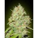10 UND FEM - SHARK WIDOW * ADVANCED SEEDS 10 UND FEM