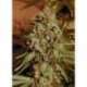10 UND FEM - SOMANGO WIDOW * ADVANCED SEEDS 10 UND FEM