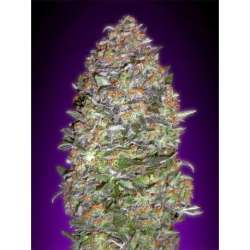 10 UND FEM - AUTO NYC DIESEL * ADVANCED SEEDS 10 UND FEM