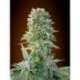 10 UND FEM - AUTO JACK HERER * ADVANCED SEEDS 10 UND FEM