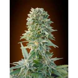 10 UND FEM - AUTO JACK HERER * ADVANCED SEEDS 10 UND FEM