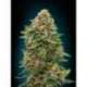 10 UND FEM - AUTO SKUNK 47 * ADVANCED SEEDS UND 10 UND FEM