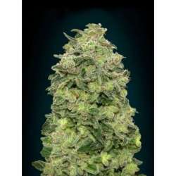 10 UND FEM - AUTO AFGHAN SKUNK * ADVANCED SEEDS 10 UND FEM