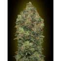 10 UND FEM - AUTO CRITICAL SOMA * ADVANCED SEEDS 10 UND FEM