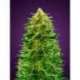 10 UND FEM - AUTO AMNESIA * ADVANCED SEEDS 10 UND FEM