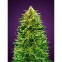 10 UND FEM - AUTO AMNESIA * ADVANCED SEEDS 10 UND FEM