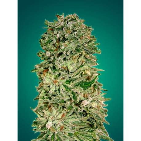 10 UND FEM - SHARK WIDOW CBD * ADVANCED SEEDS 10 UND FEM